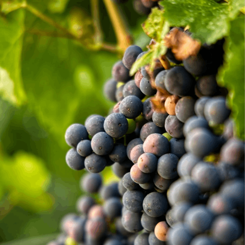 World class vineyards Cabernet House, an Old World Inn